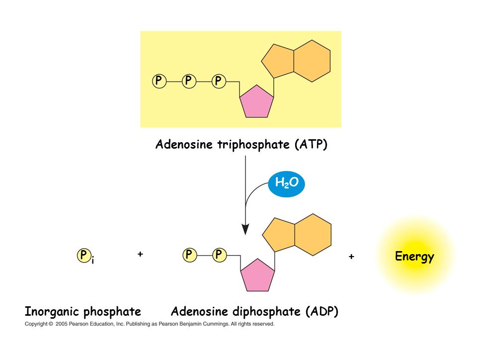 Adenosine diphosphate receptor inhibitor